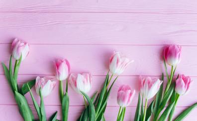 Wallpaper tulip, flowers, fresh desktop wallpaper, hd image, picture,  background, 16560b | wallpapersmug