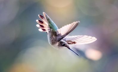 Portrait, Small and Cute, Hummingbird, flight