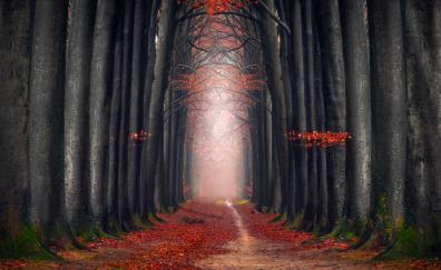 Autumn, big tree, foliage, pathway