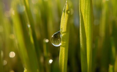 Close up, grass, water drops, blur