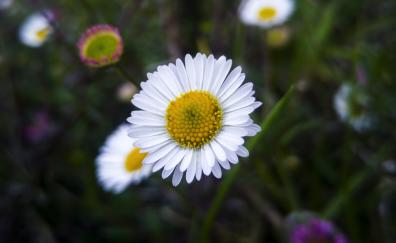 White daisy, blur, flower, bloom