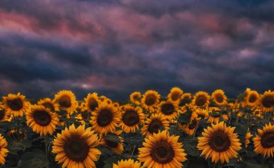 Sunflower farm, sunset, cloudy day