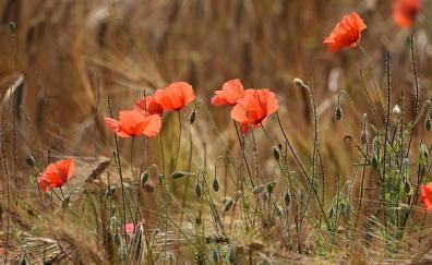 Poppies, red flowers, meadow, outdoor