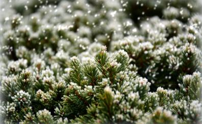 Close up, snowfrost, pine leaves