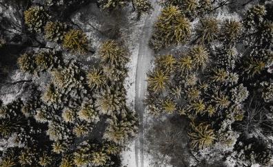 Forest, aerial view, green trees, winter
