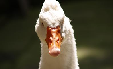 Duck, white, bird, beak, muzzle