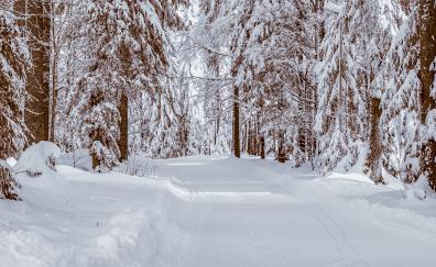 Forest, snow layer, white, trees, nature