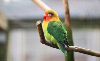 Parrot, tropical bird, cute