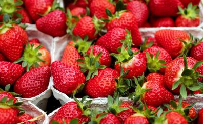 Strawberry, baskets, fruits, close up