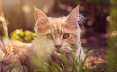 Cat behind grass, cute muzzle, animal