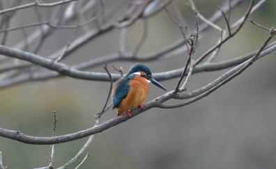 Bird, tree branch, blur, kingfisher