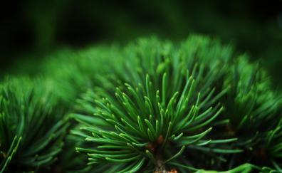 Close up, depth of field, green leaves, pine