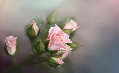 Fresh and pink roses, branch
