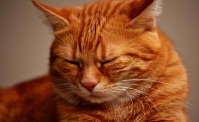 Muzzle, sleepy, orange cat