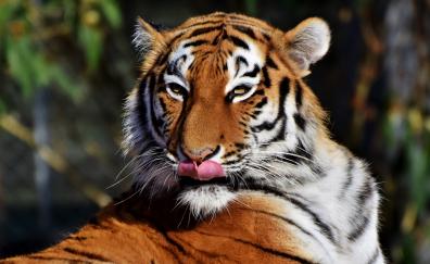 Tiger, predator, muzzle, licking