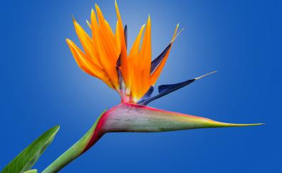 Bird of paradise flower, orange flower, bloom