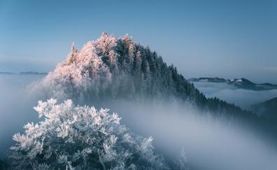 Mist, fog, tree, forest, winter