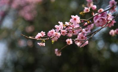 Blur, bokeh, cherry blossom, spring, flowers, pink