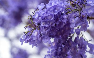 Blossom, purple white flowers, spring