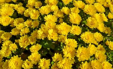 Chrysanthemum, yellow flowers, bloom