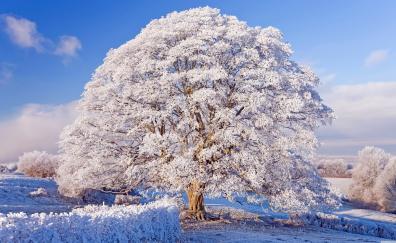 Winter, big tree, snowfrost, nature