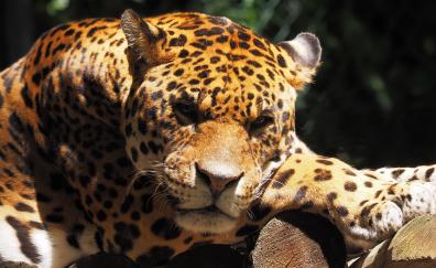 Jaguar, animal, predator, muzzle, wild