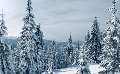 Winter, pine trees, nature, landscape, tree
