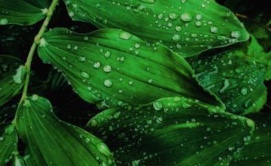 Green leaf, drops, droplets