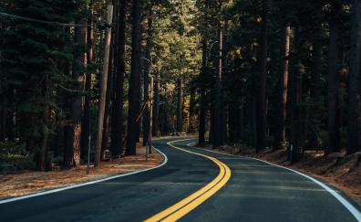 Road, yellow marks, trees, forest