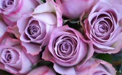 Purple rose, fresh, flowers