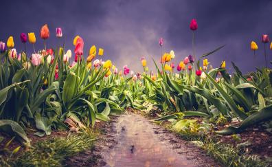 Farm of tulips, pink-yellow flowers, colorful