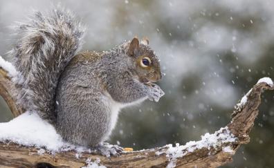 Winter, mammal, cute, squirrel, rodent