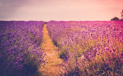 Lavender, Farm field, flora, flowers, meadow