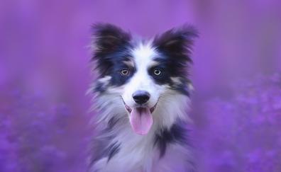 Dog, muzzle, Australian Shepherd, portrait