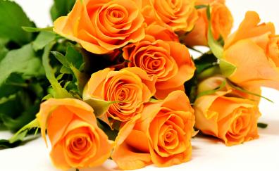 Roses, flowers, bouquet, orange