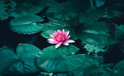 Lotus, flower, pink flower, pond
