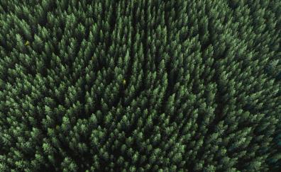 Forest, aerial view, trees, green, nature