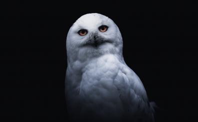 White owl, portrait