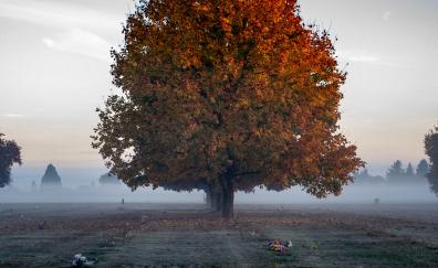 Tree, big, autumn, landscape