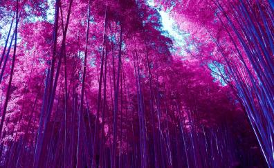 Bamboo forest, infrared photo, Kyoto, Japan