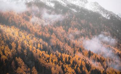 Autumn, forest, tree, yellow, mountains