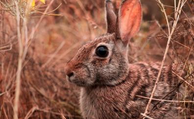 Hare, animal, cute