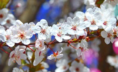 Tree branches, flowers, blossom, spring