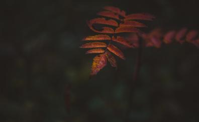 Autumn, portrait, leaf