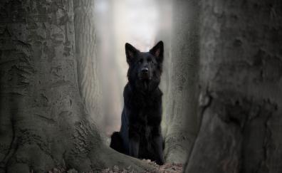 Black dog, German Shepherd, animal, outdoor