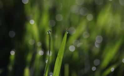 Bokeh, grass, drops, close up