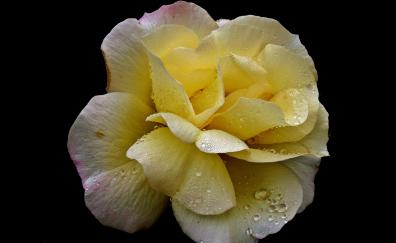 Yellow flower, rose, drops, portrait
