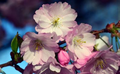Close up, flowers, cherry blossom