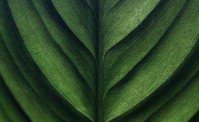 Leaf texture, green, macro