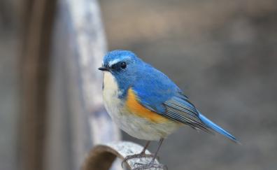 Blue tit, bird, close up